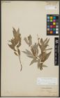 Foto von Salix alba subsp. vitellina (L.) Arcang.